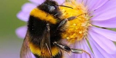 Bumblebee Safaris, Mugdock - Family Event primary image