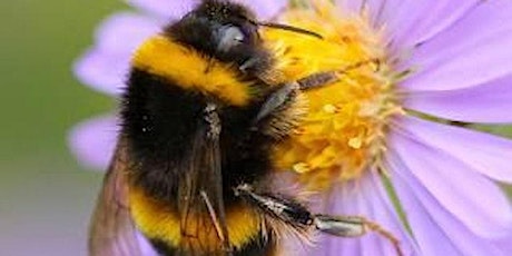 Bumblebee Safaris, Mugdock - Adults only event