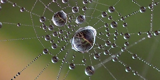 Hauptbild für Macro Photography Course-Introduction to Macro Photography