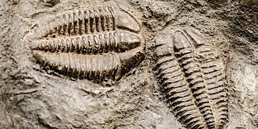Fabulous Fossils of Lennoxtown  - (Adults only event) primary image