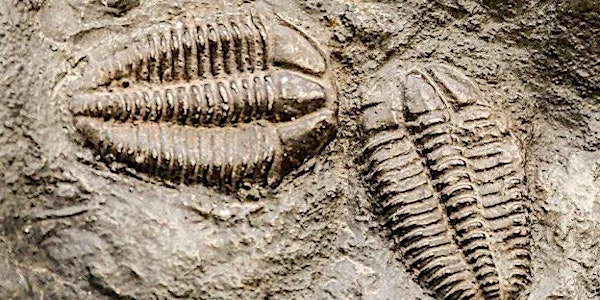 Fabulous Fossils of Lennoxtown  - (Family event - minimum age 8 years)