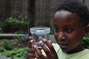 Seacole Sessions Family Activity:Creepy Crawlies & Collections Conservation primary image