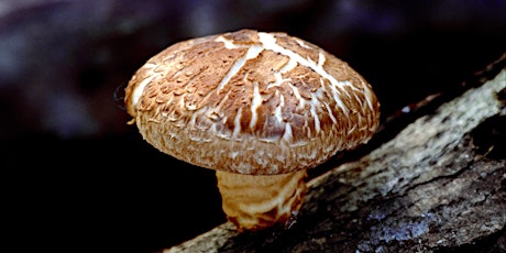 Imagem principal de Mushroom Madness (Randleman Library)