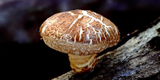 Image principale de Mushroom Madness (Archdale Library)