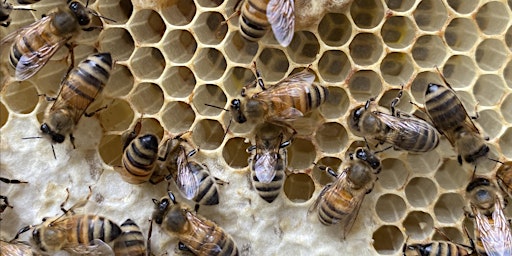 Hauptbild für Urban Beekeeping at the Garden