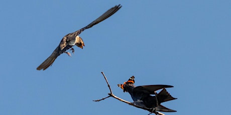 Afternoon Bird Walk in Four Mile Run Park