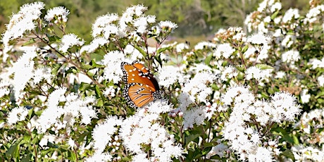 Circle of the Springs Garden Tour:  Native Plant  Choices & Benefits primary image