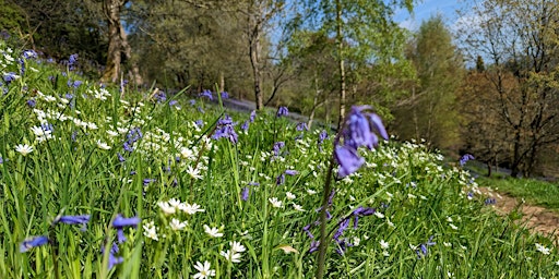 Primaire afbeelding van Forest Bathing plus Painting in Nature