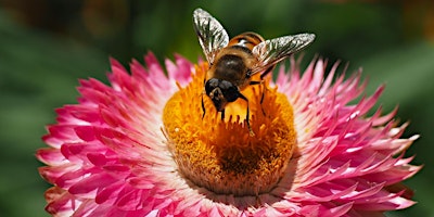 Primaire afbeelding van Flower and Garden Photography Course (Melbourne Gardens)