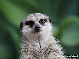 Melbourne Zoo Wildlife Photography Course-Wildlife Photography Course 1 primary image