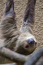 SF Zoo II is throwing a Sloth Crawl at Hi Dive!!! primary image