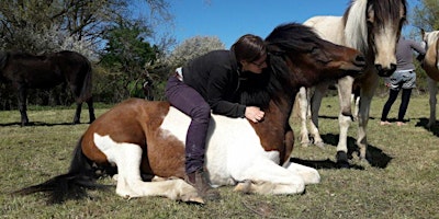 Primaire afbeelding van Auszeit mit Pferden für Frauen - befreie deine Seele