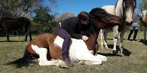 Auszeit mit Pferden für Frauen - befreie deine Seele  primärbild