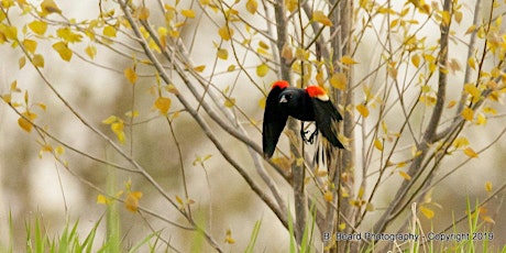 Introduction to birding/ Les bases de l’ornithologie