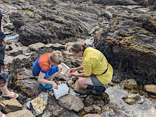 Rockpool Safari