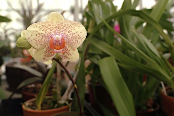 Saturday in the Garden:  Orchid Repotting primary image