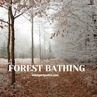 Forest Bathing : Contemplating Invitations for the New Year primary image