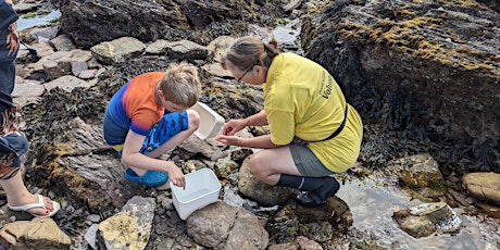 Rockpool Safari