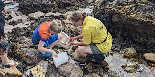 Hauptbild für Rockpool Safari