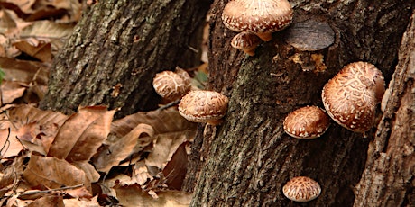 Mushroom Log Class primary image