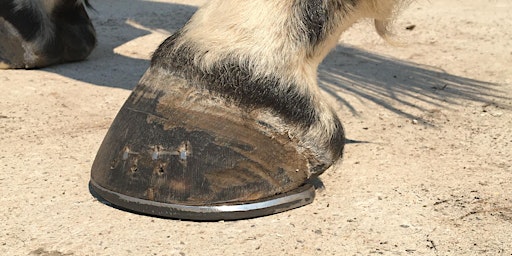 The Farrier Veterinary Relationship - Vernal primary image