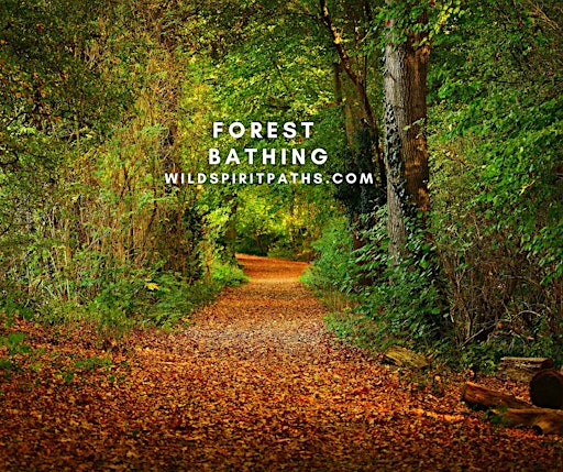 Imagen de colección para  Forest Bathing on Zoom
