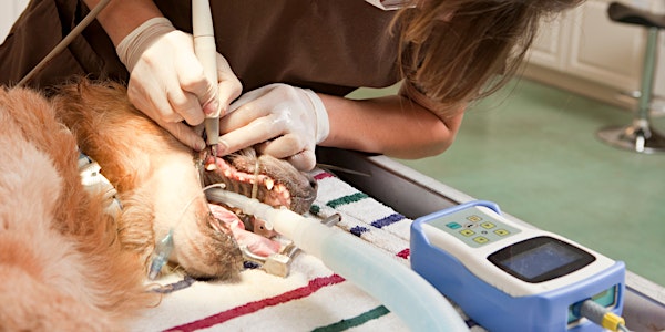 Dentistry II Canine (NZ)