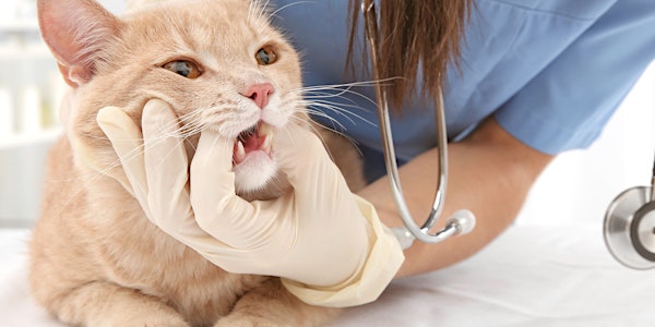 Dentistry II Feline