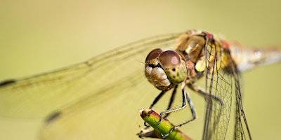 Photography Workshop ‘Close-Up & Macro Nature Photography’ with Daniel Bridge primary image