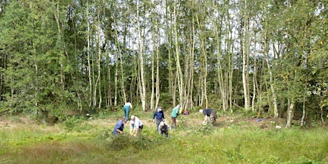 Botanical Walk at Abercamlo Bog