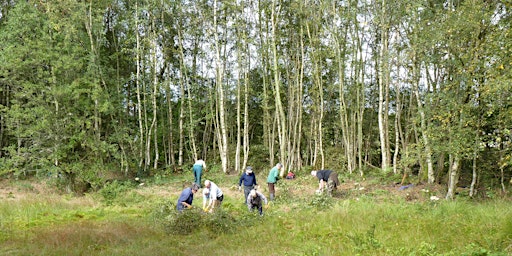 Botanical Walk at Abercamlo Bog  primärbild