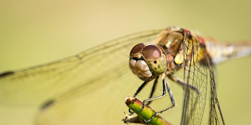 Imagem principal de ‘Close-Up & Macro Nature Photography’ with Daniel Bridge
