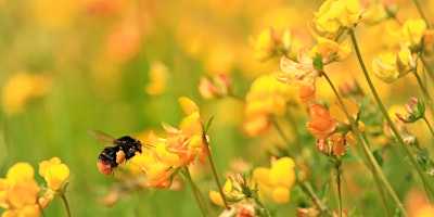 Bee Walk at Pentwyn primary image