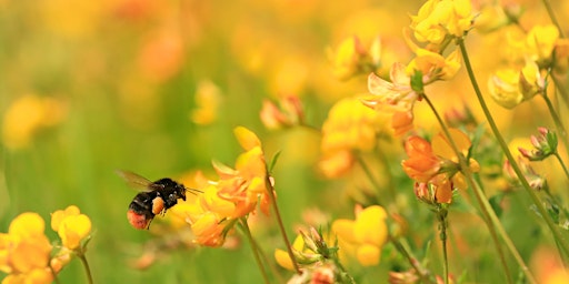 Hauptbild für Bee Walk at Pentwyn