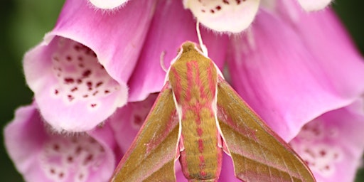 Moth Trapping at Pentwyn primary image