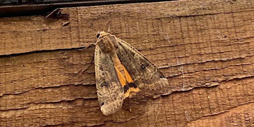 Primaire afbeelding van Moth Trapping at Pentwyn