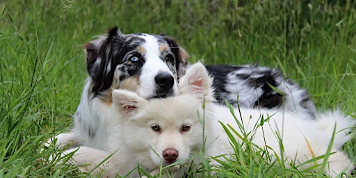 Primaire afbeelding van Dog Obedience - Level 1 - Summer