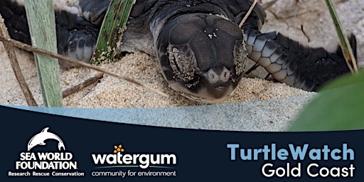 Image principale de TurtleWalks with TurtleWatch at The Split