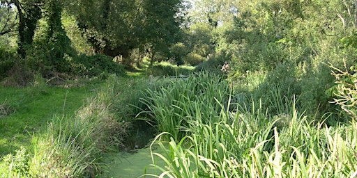 Imagem principal do evento A morning at Ham Fen