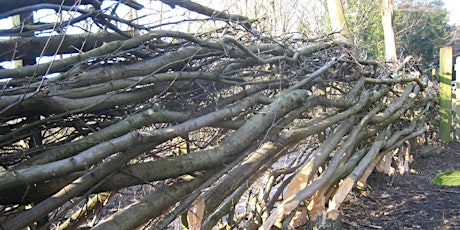 Primaire afbeelding van Hedgelaying for Beginners Again