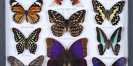 Edinburgh FRINGE Taxidermy Extravaganza - butterfly mounting workshop