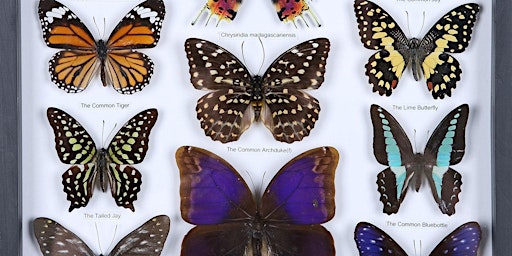 Immagine principale di Edinburgh FRINGE Taxidermy Extravaganza - butterfly mounting workshop 