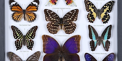 Edinburgh FRINGE Taxidermy Extravaganza - butterfly mounting workshop