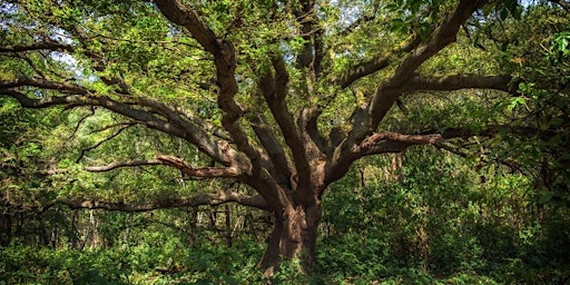 Hauptbild für Forest Bathing - Self-Care In  Nature's Health Service