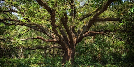 Forest Bathing - Self-Care In  Nature's Health Service