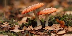 Fungi for Beginners primary image