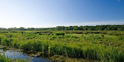 Imagem principal de NWT Thorpe Marshes guided walk (EDU OTHER)