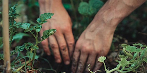 Imagem principal de Sustainable Herb Gardening as a Business – 2024 (The Steward Part 1)