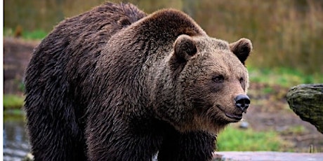 Hauptbild für BSA: Mammal Merit Badge - In Person