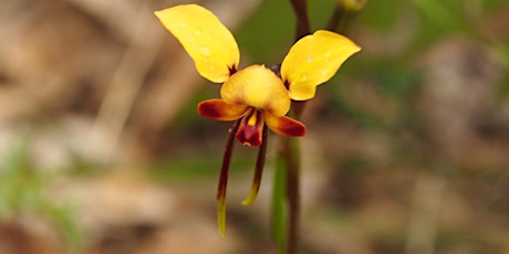 Wild Flower photographic Day Tour primary image